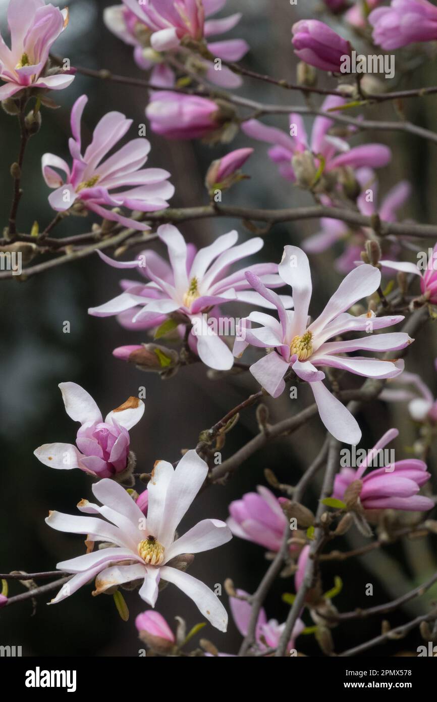 Rose, Magnolia stellata rosea, Star Magnolia, Floraison, Magnolia rosea, Fleurs, branches Banque D'Images