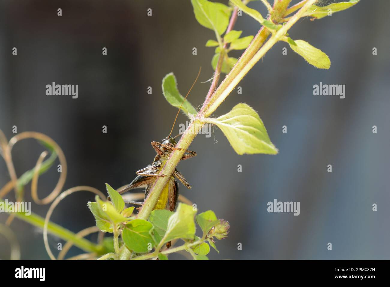 Le cricket commun du Bush ( Pholidoptera griseoaptera ) du dessous avec le ventre jaune sur une plante Banque D'Images