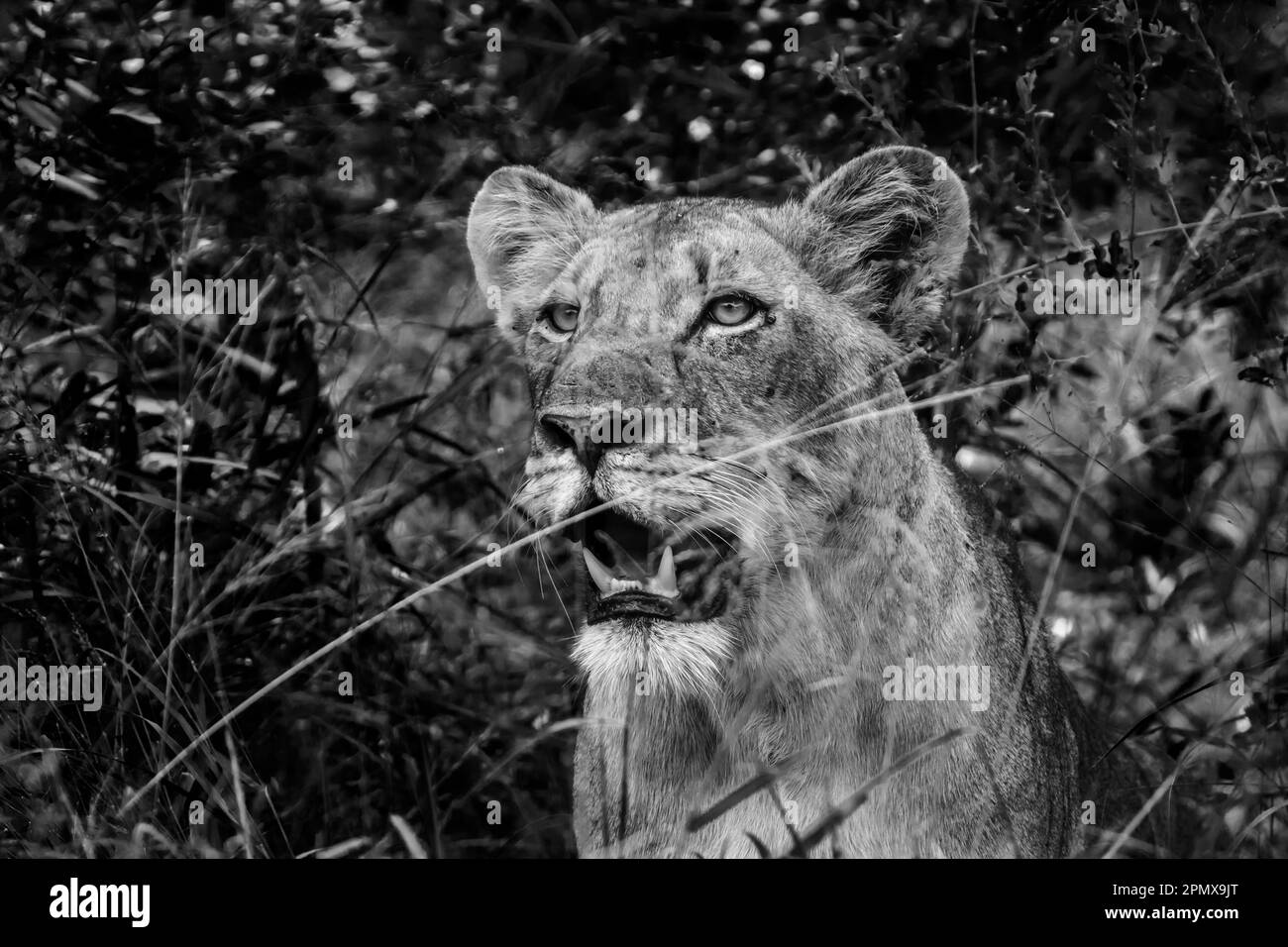 Portrait sans lioness africain se cachant dans l'herbe dans le parc national Kruger, Afrique du Sud ; espèce Panthera famille leo de Felidae Banque D'Images