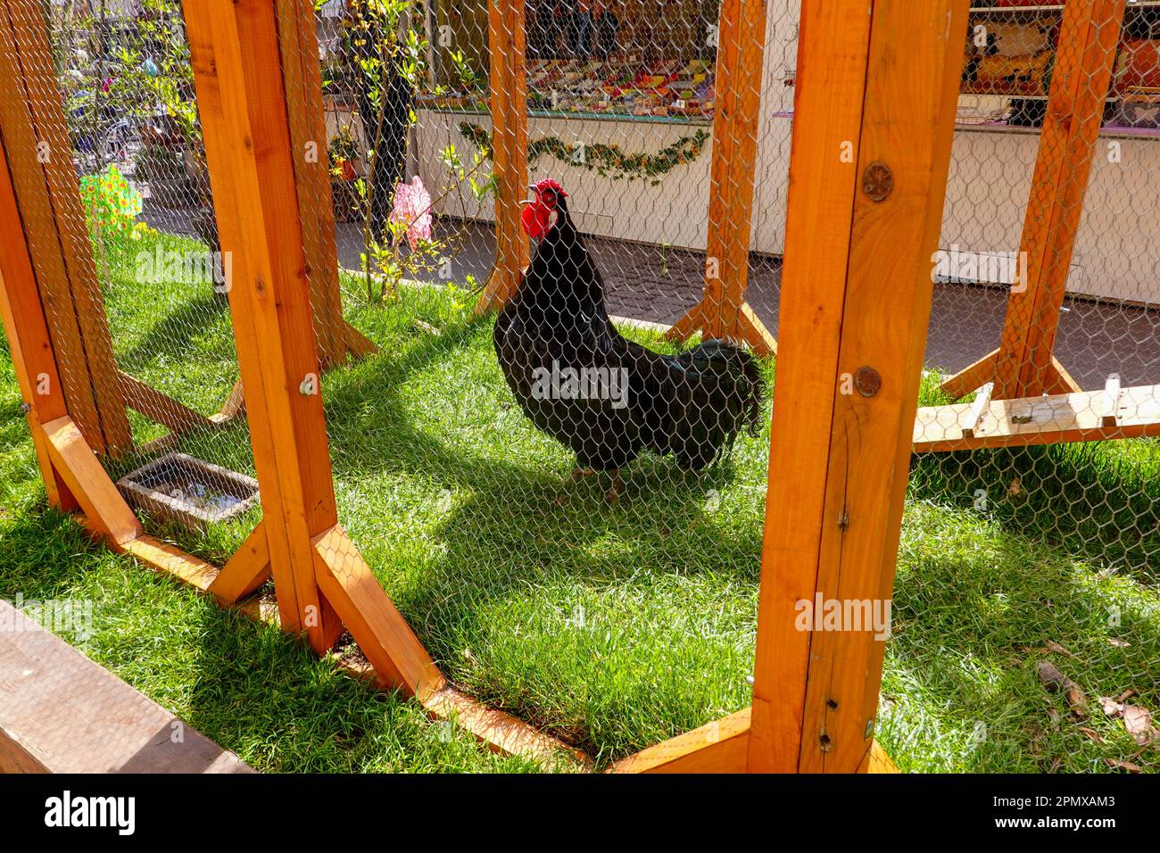 Très grand coq croquant exposé au marché de Pâques et de printemps de Colmar 2023, région Alsace, France. Banque D'Images
