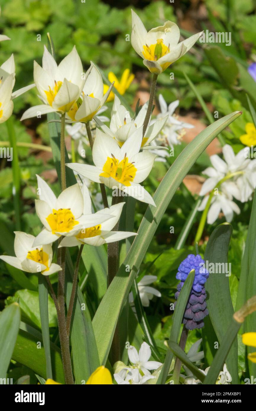 Printemps, Tulipa turkestanica, tulipe, Muscari, Fleur, Mélange, plantes, jardin, fleurs Banque D'Images