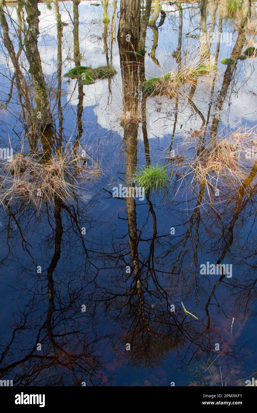 Paysage sombre, noyade les Birches, l'herbe et la mousse dans un marais, les arbres se reflètent dans l'eau sombre Banque D'Images