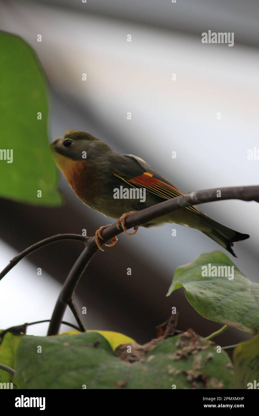Red-billed leiothrix Banque D'Images