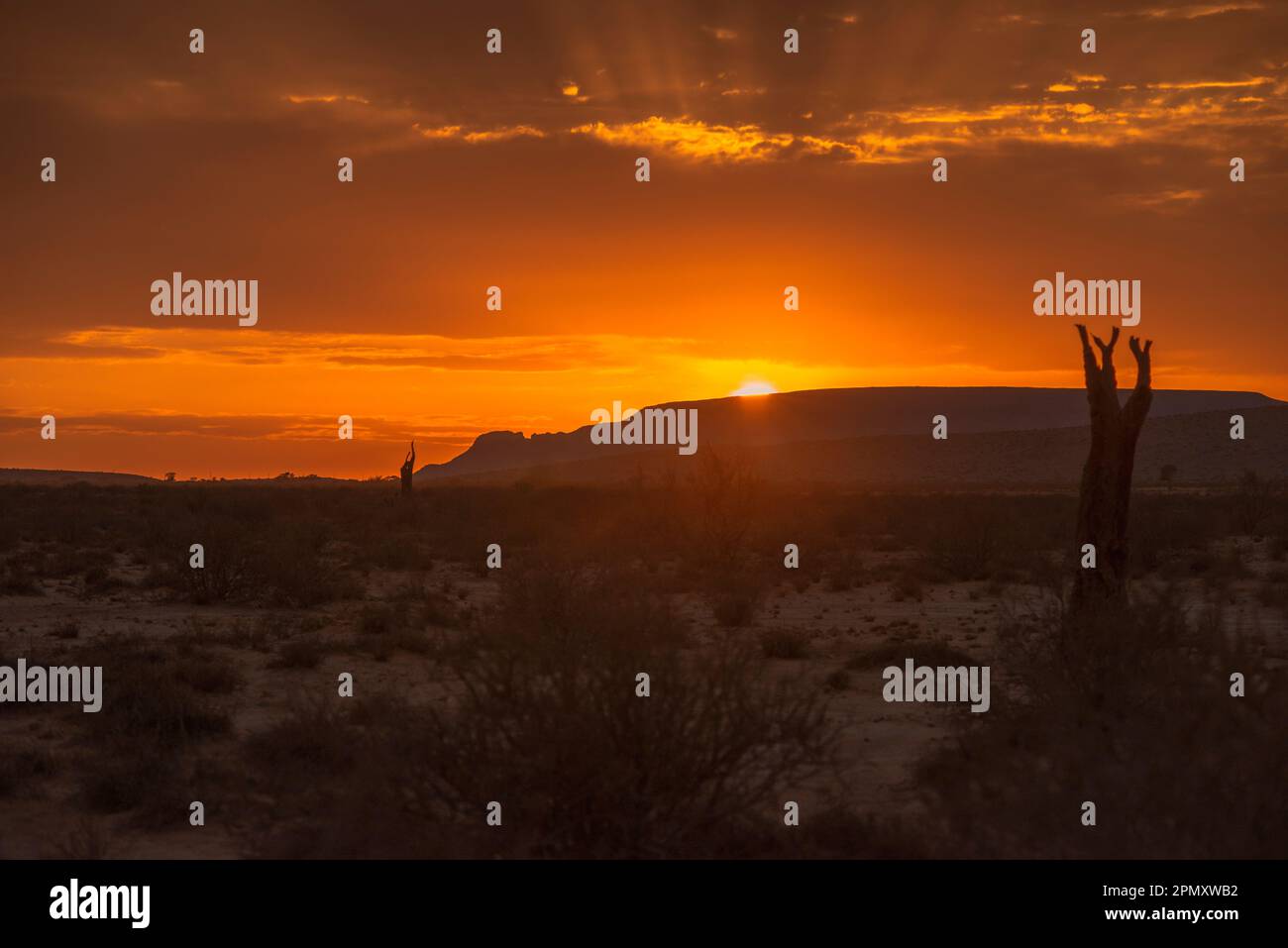 Paysage désertique à l'aube de Namibie Banque D'Images