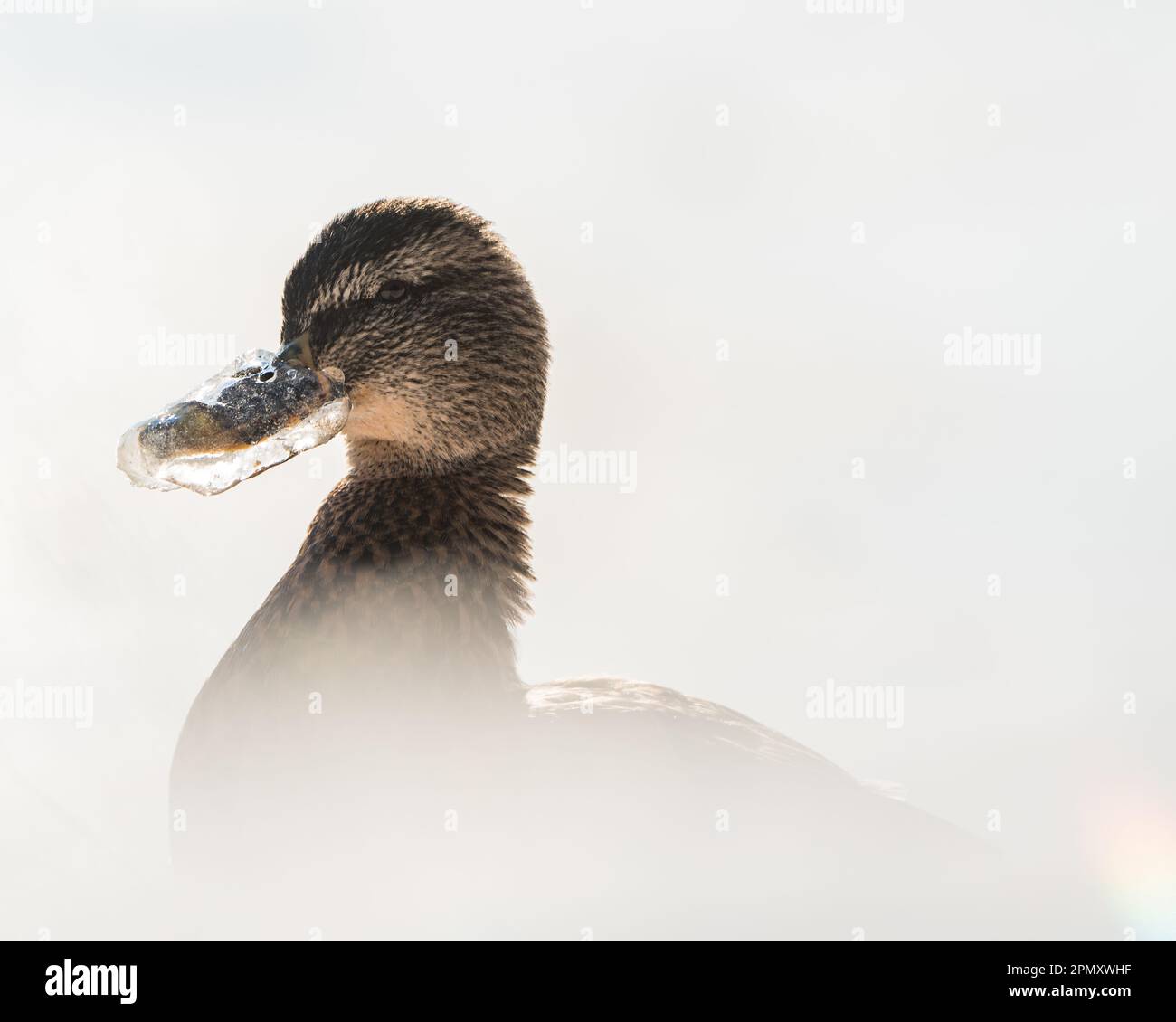 Gros plan d'un canard colvert dans des conditions hivernales glaciales, son bec givré avec de la glace. Banque D'Images