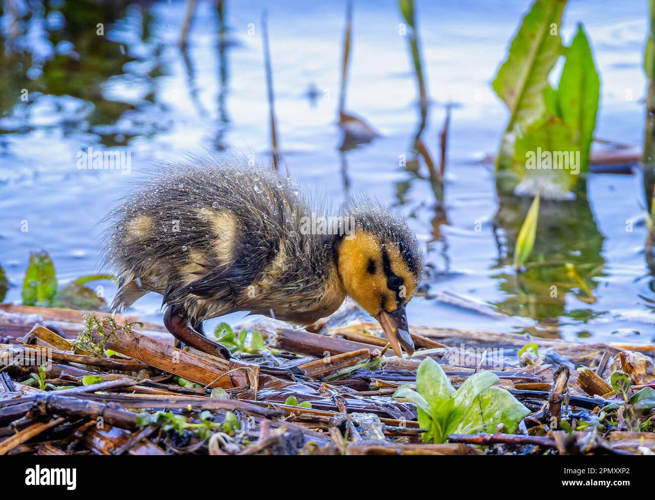 Gros plan du bébé Canard colvert qui se laque au bord d'un lac sous la pluie Banque D'Images