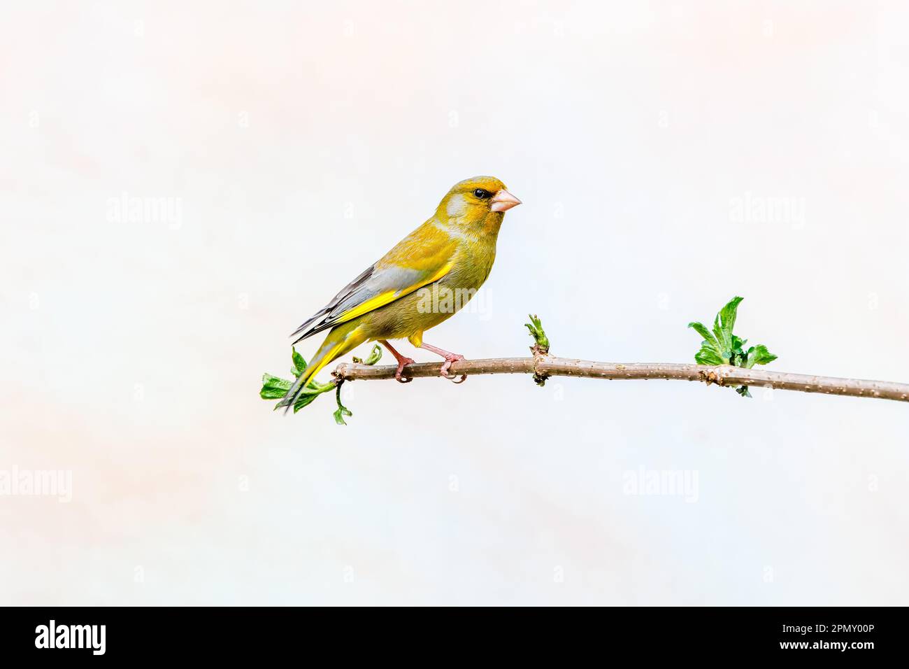 Gros plan d'un Greenfinch, Chloris chloris, se tenant étiré sur une branche en posture d'alerte et a un contact visuel avec le photographe contre la lumière blu Banque D'Images