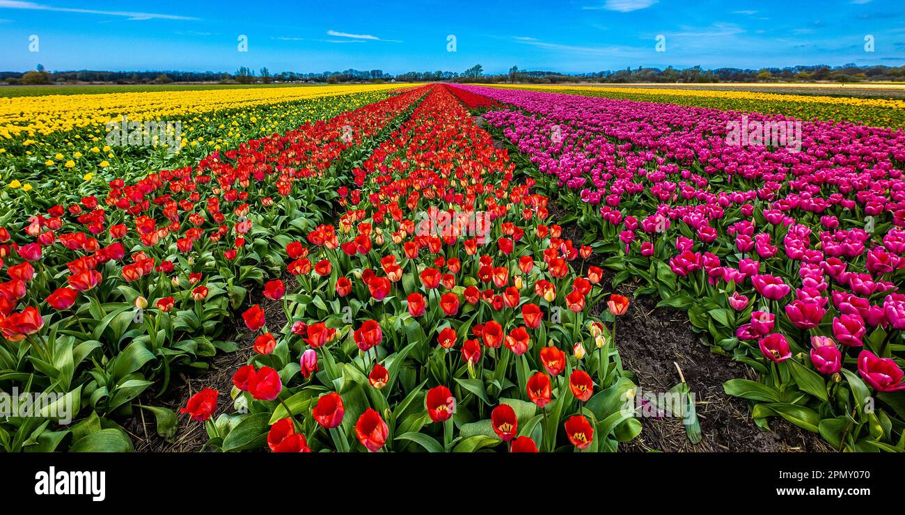 Tulipes dans un champ de tulipes aux pays-Bas 2023 Banque D'Images