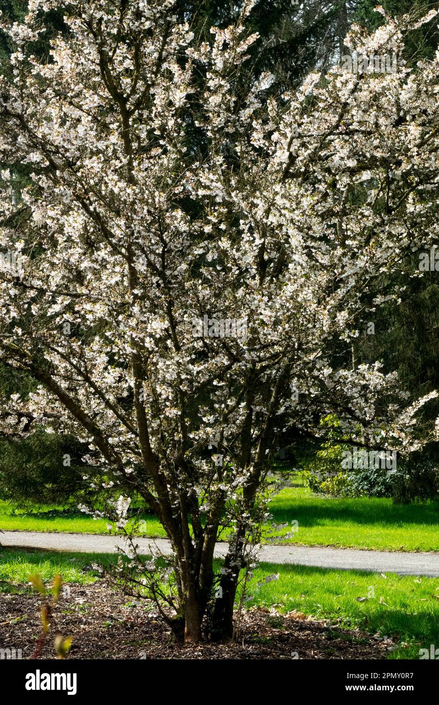 Printemps, floraison, arbuste, Prunus kurilensis brillant, Prunus, Arbre, fleurs, jardin, Prunus brillant Banque D'Images
