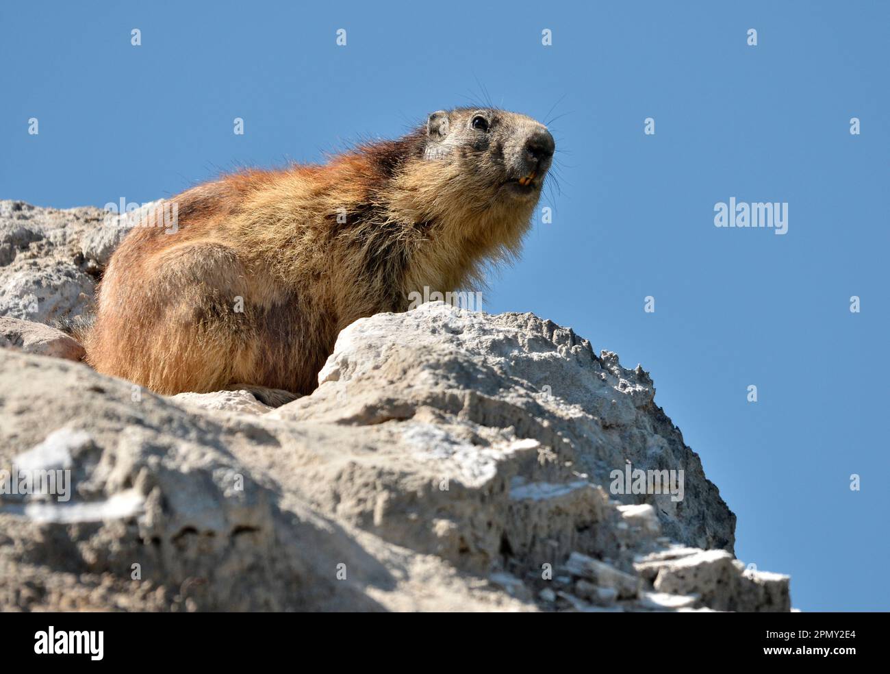 Libre marmotte alpine (Marmota marmota) sur rock sur fond de ciel bleu, dans les Alpes françaises, Savoie à La Plagne Banque D'Images