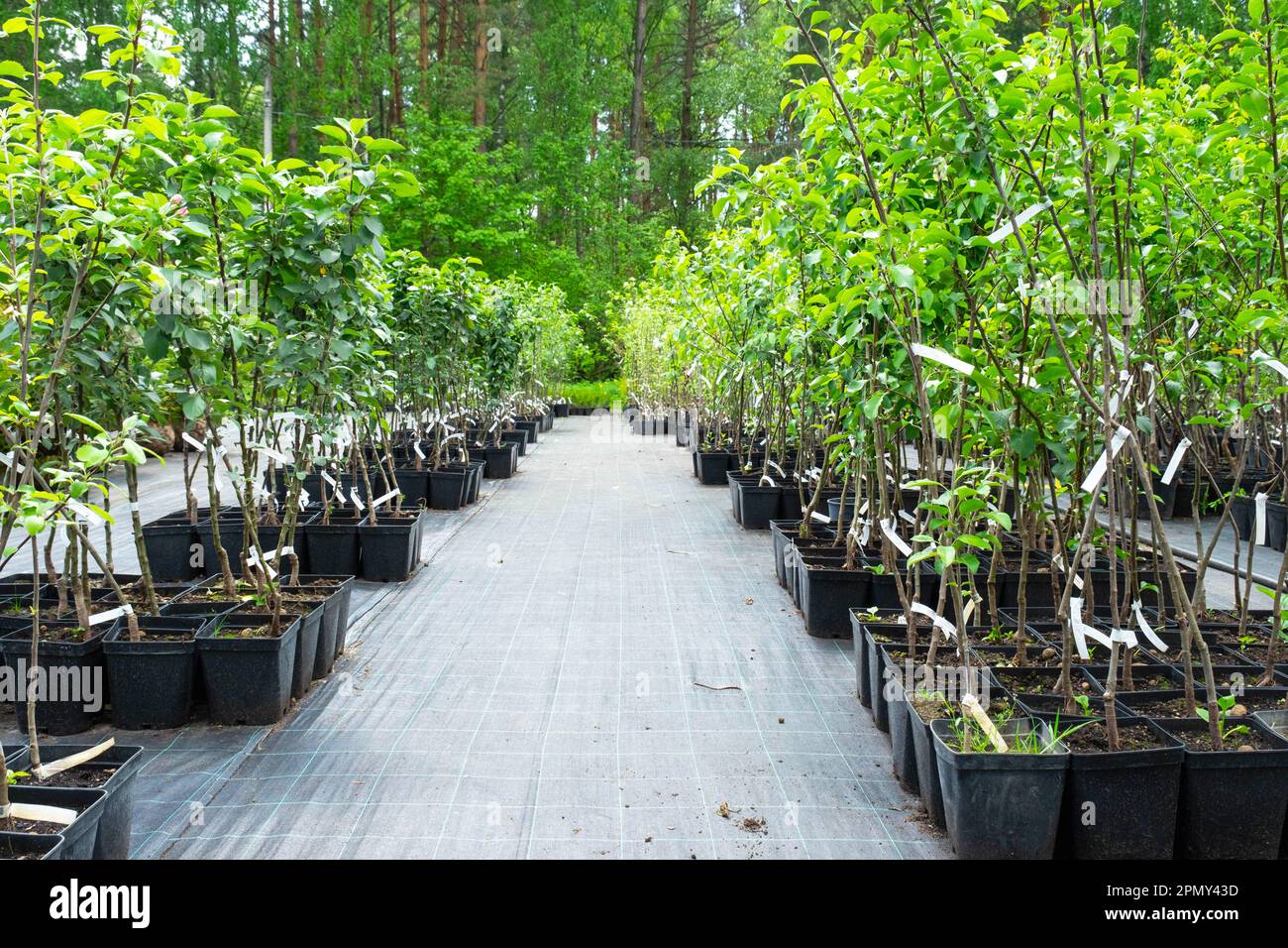 Pépinière d'arbres fruitiers et de baies et de buissons pour la plantation sur un terrain de jardin dans le jardin Banque D'Images
