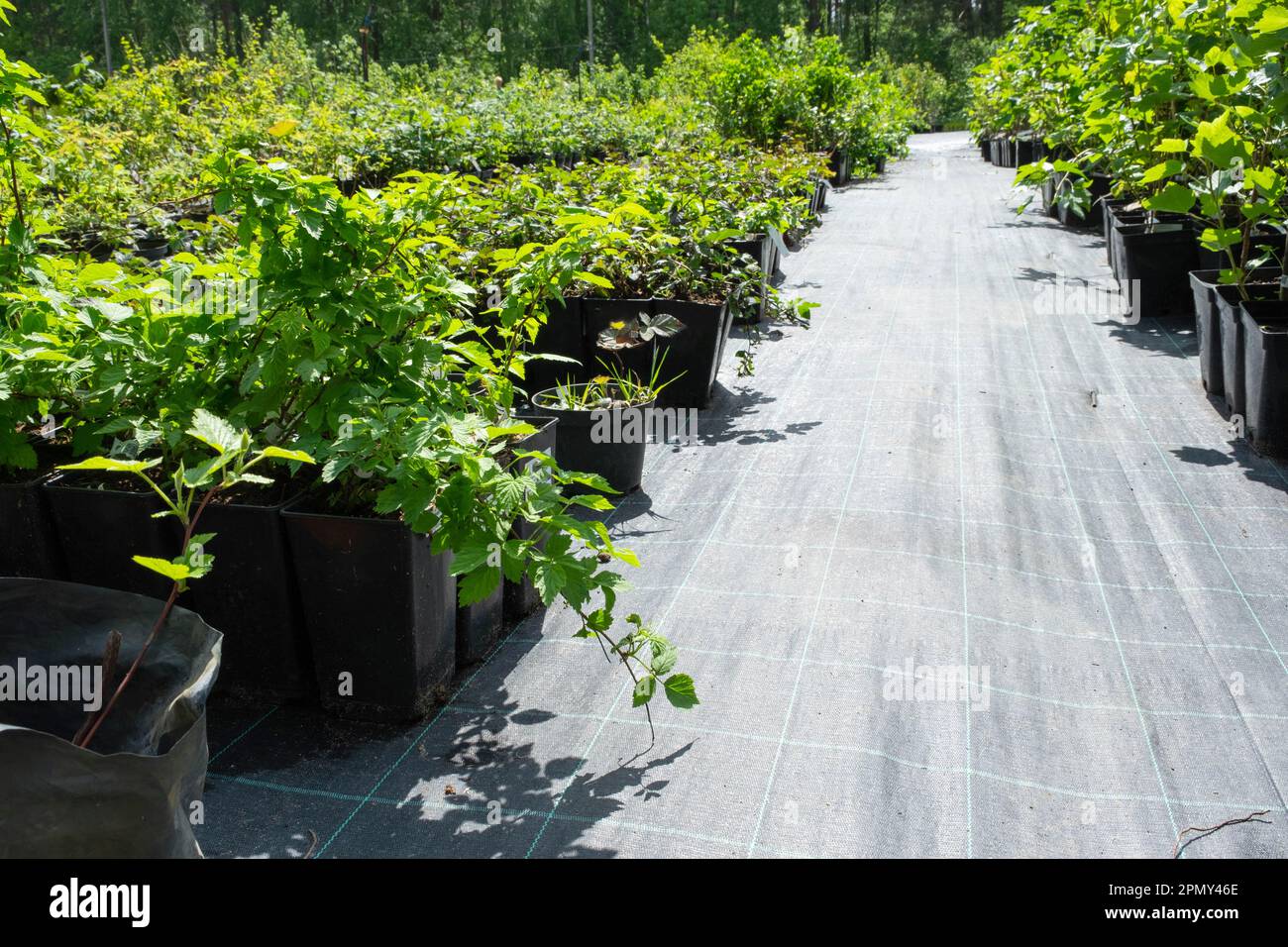 Pépinière d'arbres fruitiers et de baies et de buissons pour la plantation sur un terrain de jardin dans le jardin Banque D'Images