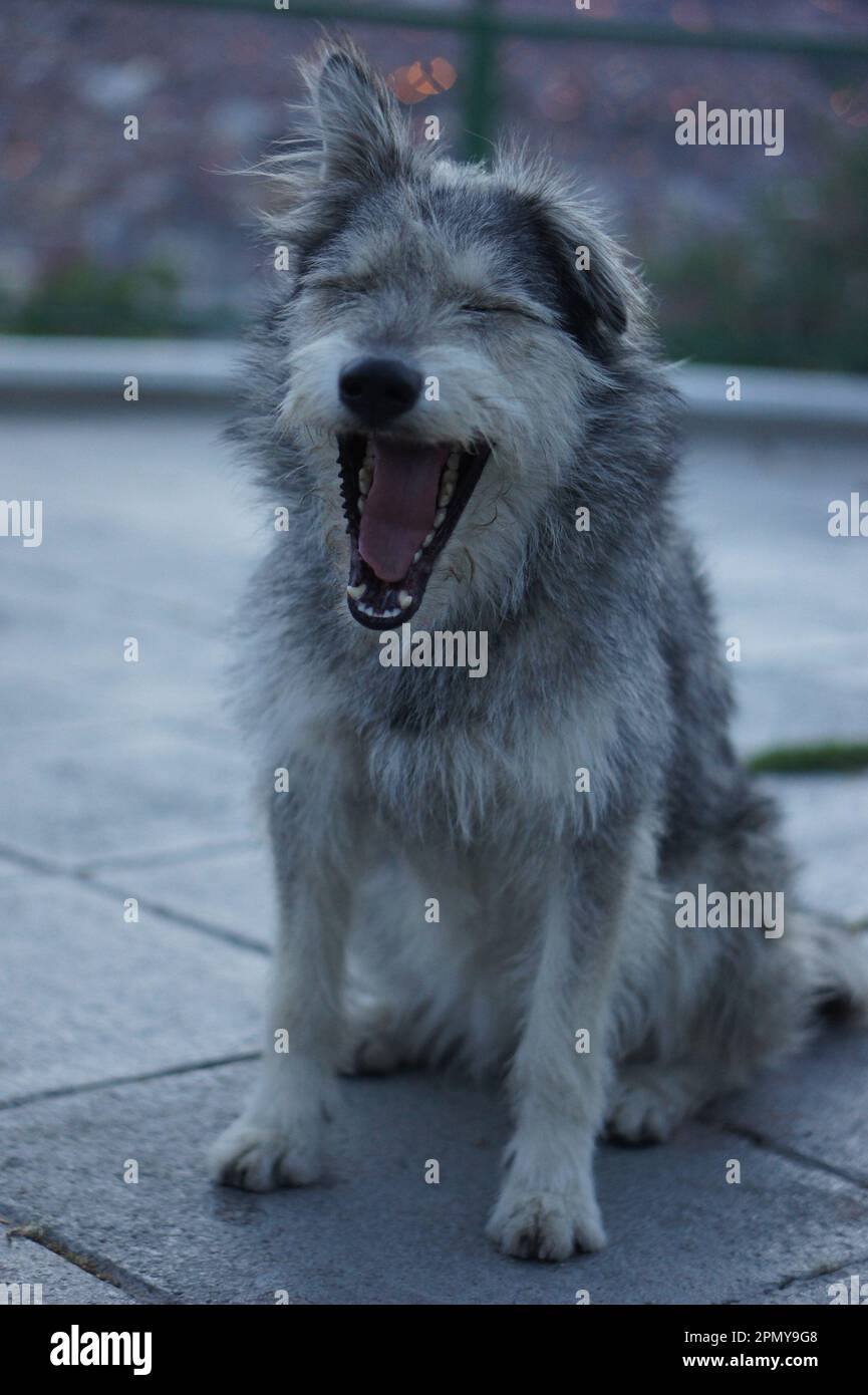 joli chien gris à bâiller Banque D'Images