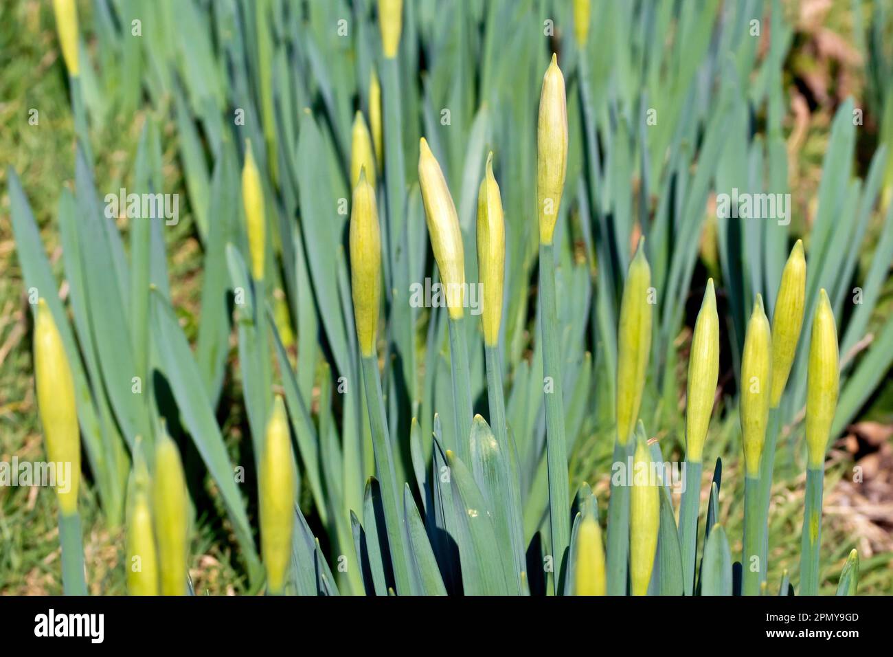 Daffodil (narcisse), gros plan d'un groupe de boutons de fleurs non ouverts des fleurs de printemps communément plantées qui poussent dans un parc local. Banque D'Images