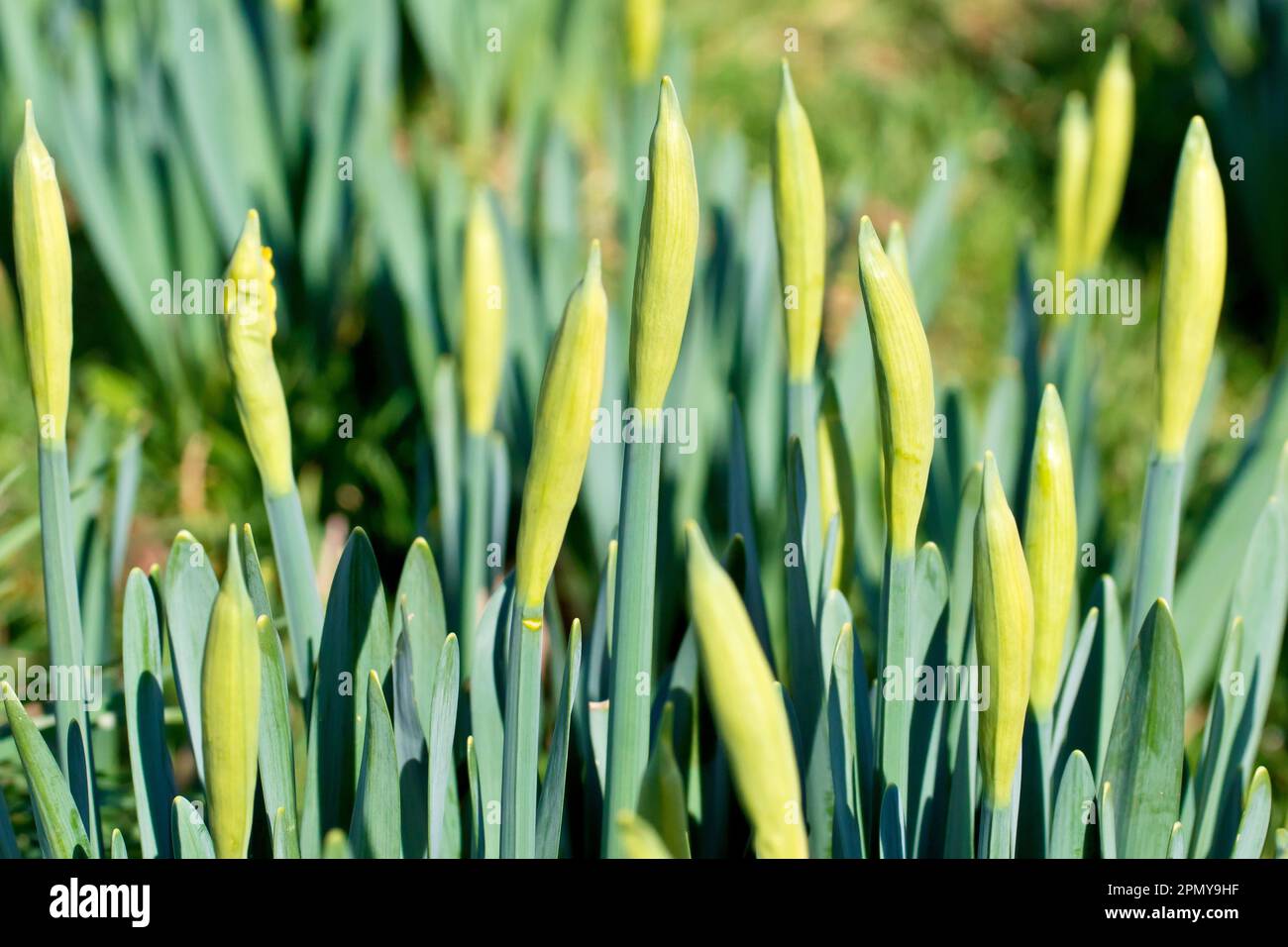Daffodil (narcisse), gros plan d'un groupe de boutons de fleurs non ouverts des fleurs de printemps communément plantées qui poussent dans un parc local. Banque D'Images