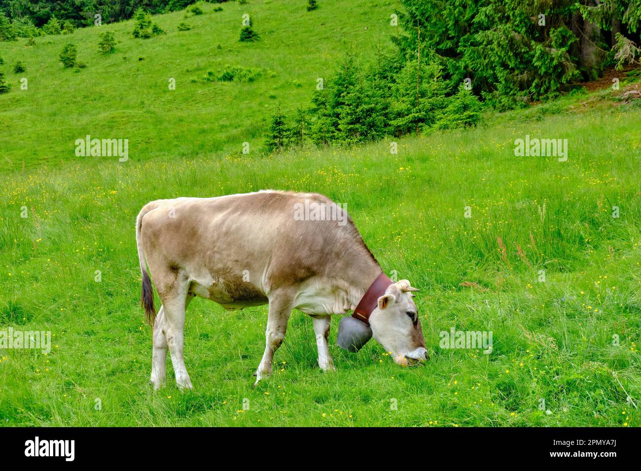 Broutage de bovins bruns dans les Alpes d'Allgaeu près d'Oberstdorf en Bavière, Allemagne, Europe. Banque D'Images