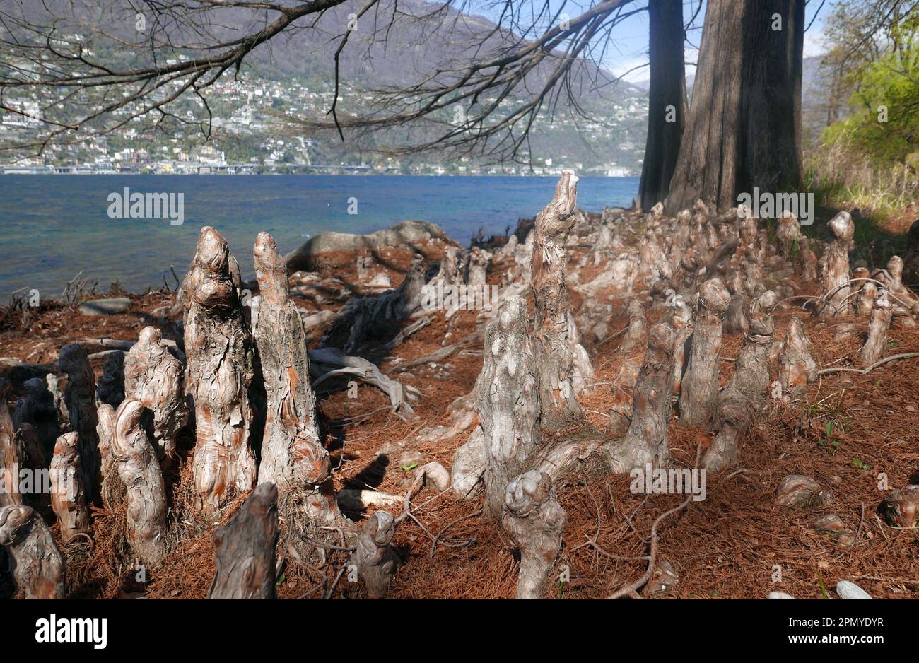 Forêt de cyprès chauve le long du lac Maggiore, île de Brissago, Suisse Banque D'Images