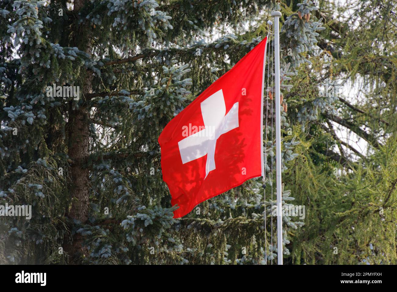 drapeau national suisse avec mât en aluminium dans le vent devant une forêt de sapins verts. numéro deux. le jour sans personne Banque D'Images