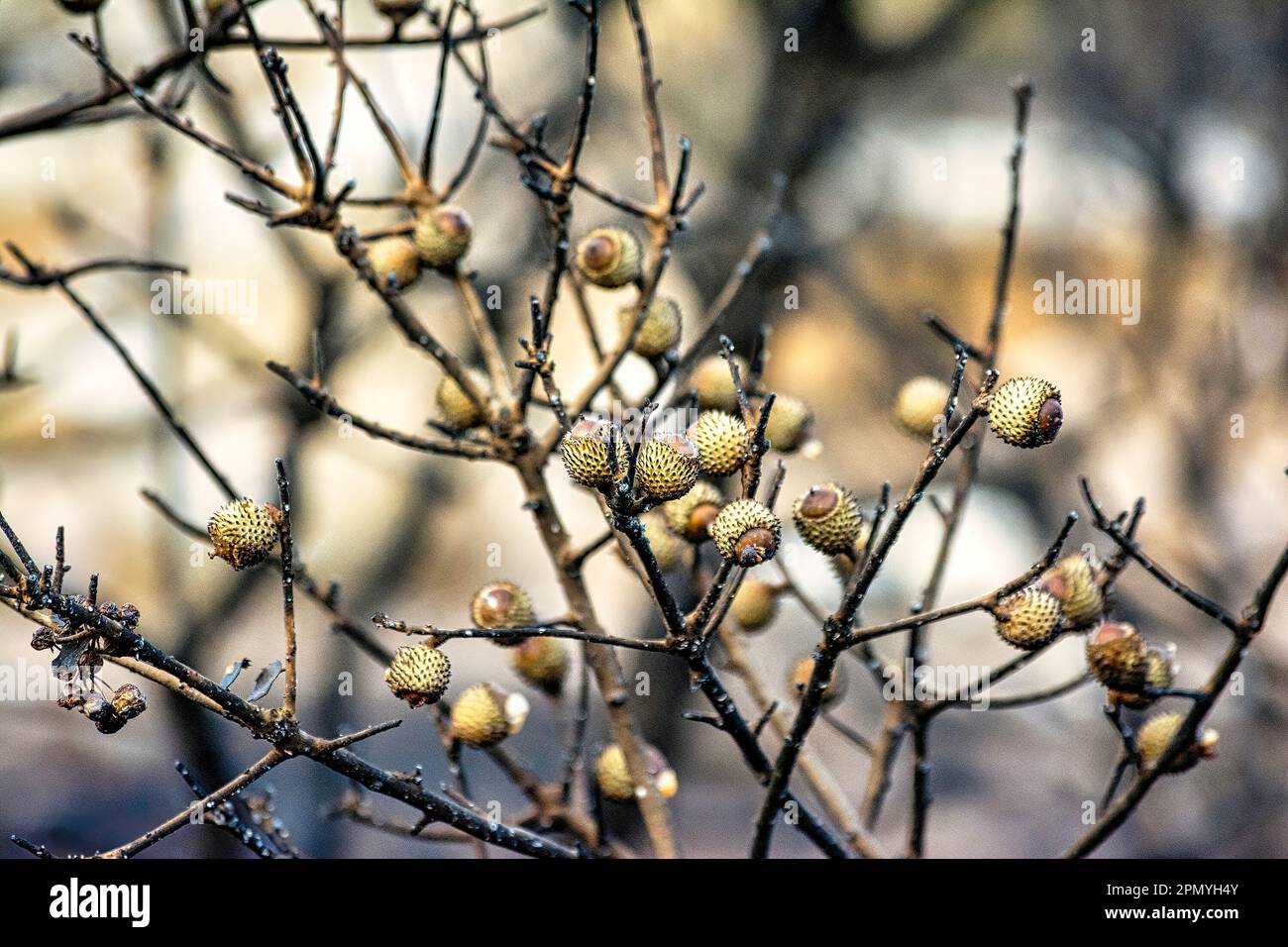 Acorns des fruits sur une branche de chêne dans la forêt après un incendie destructeur. Montagne de Penteli, Grèce. Banque D'Images