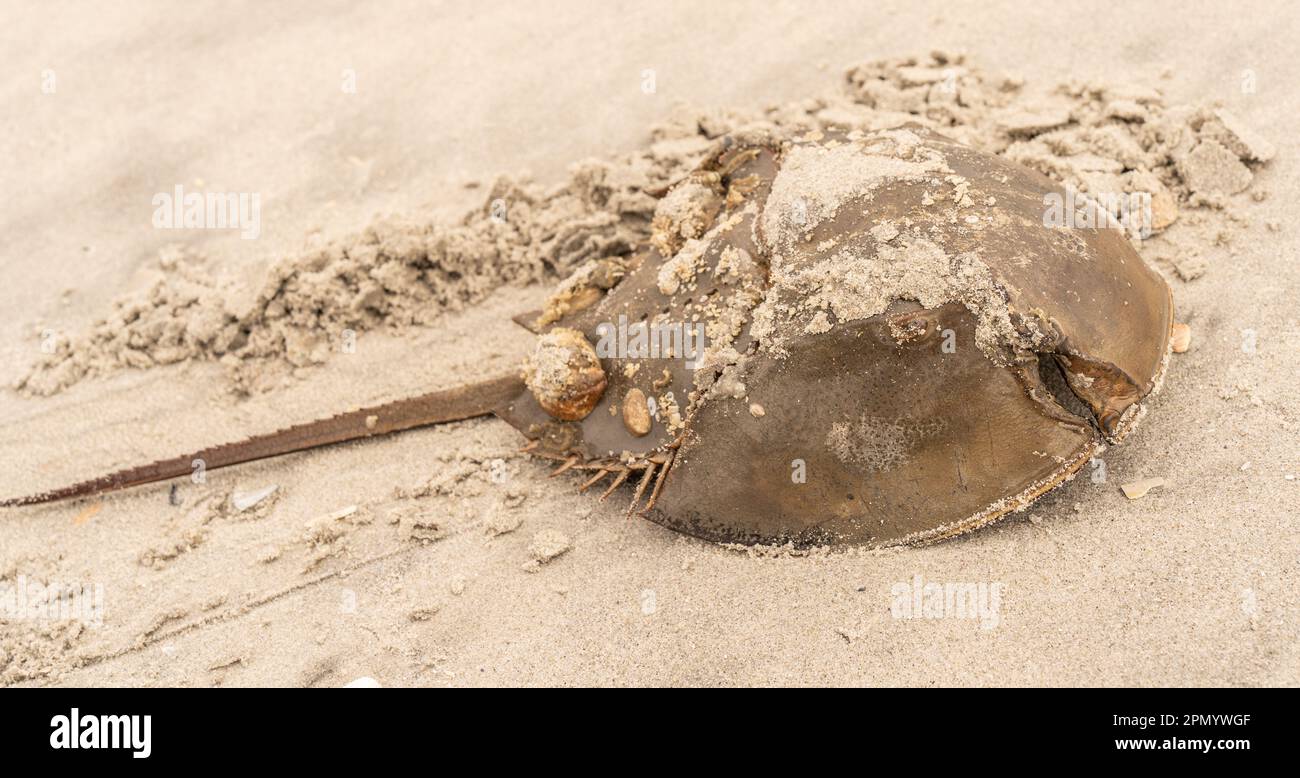 Gros plan sur le fer à cheval (Limulidae) blessé trouvé sur la plage du New Jersey. Banque D'Images