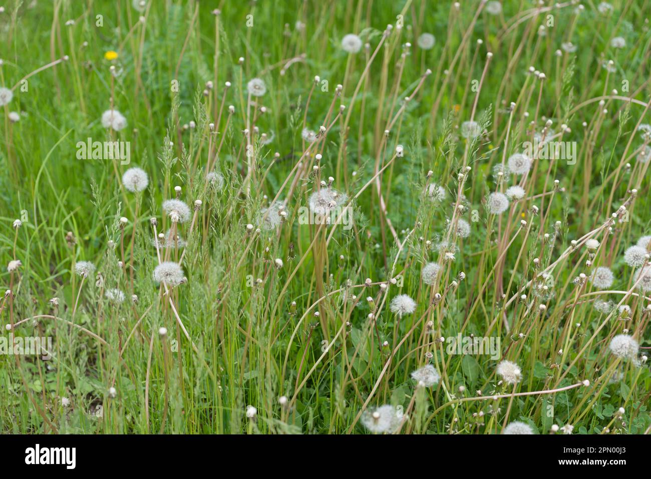 têtes de semence de pissenlit et champ d'herbe Banque D'Images