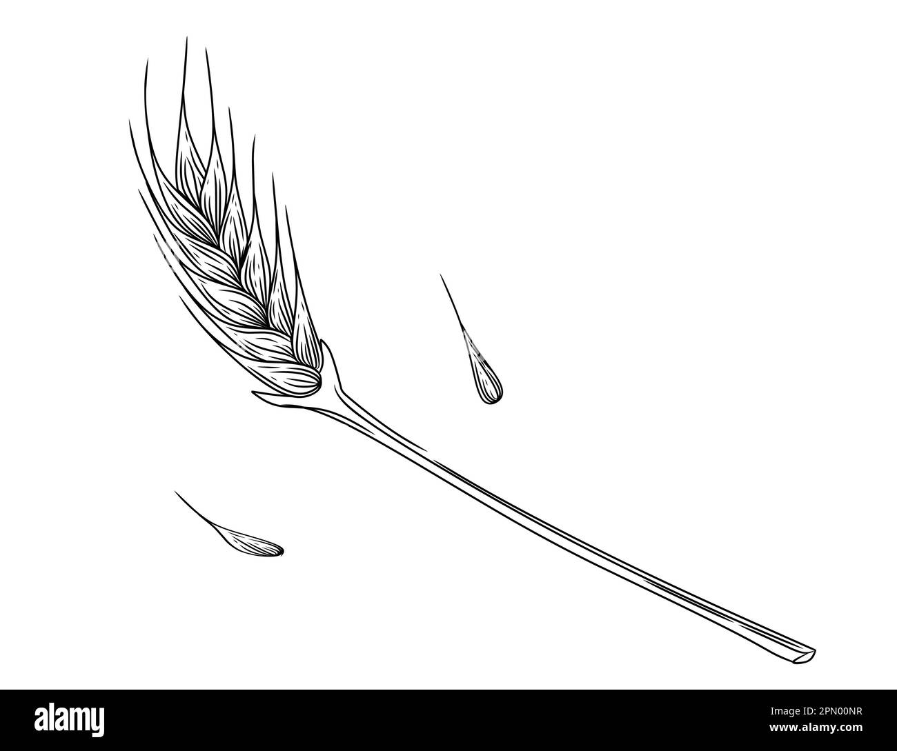 Esquisse des épillets de blé avec illustration du grain des oreilles et du vecteur de la tige sur fond blanc Illustration de Vecteur