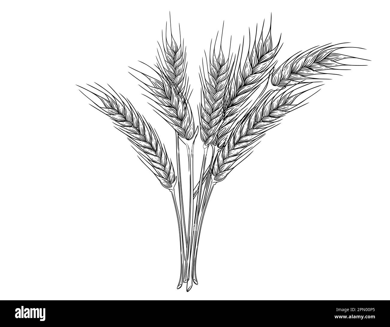 Esquisse des épillets de blé avec illustration du grain des oreilles et du vecteur de la tige sur fond blanc Illustration de Vecteur