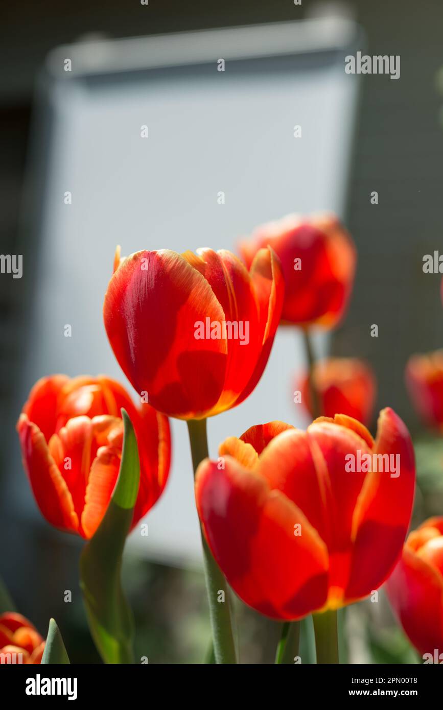 tulipes orange rouge à bout jaune gros plan (photographiées contre une fenêtre en arrière-plan) Banque D'Images