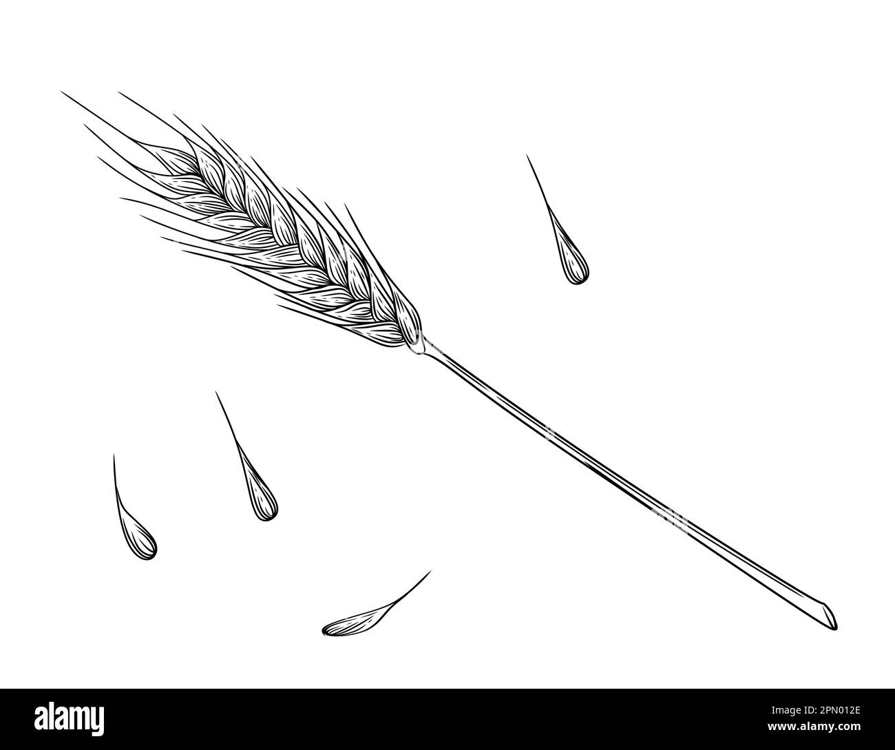 Esquisse des épillets de blé avec illustration du grain des oreilles et du vecteur de la tige sur fond blanc Illustration de Vecteur
