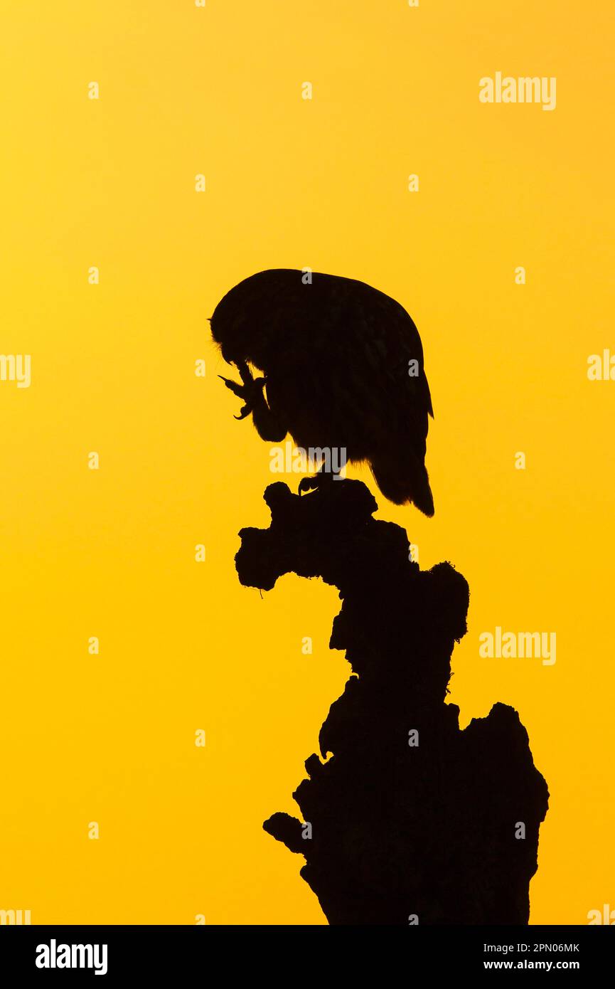 Petite chouette (Athene noctua) adulte, préense, perchée sur une souche, silhouetée au coucher du soleil, Sussex, Angleterre, Royaume-Uni Banque D'Images