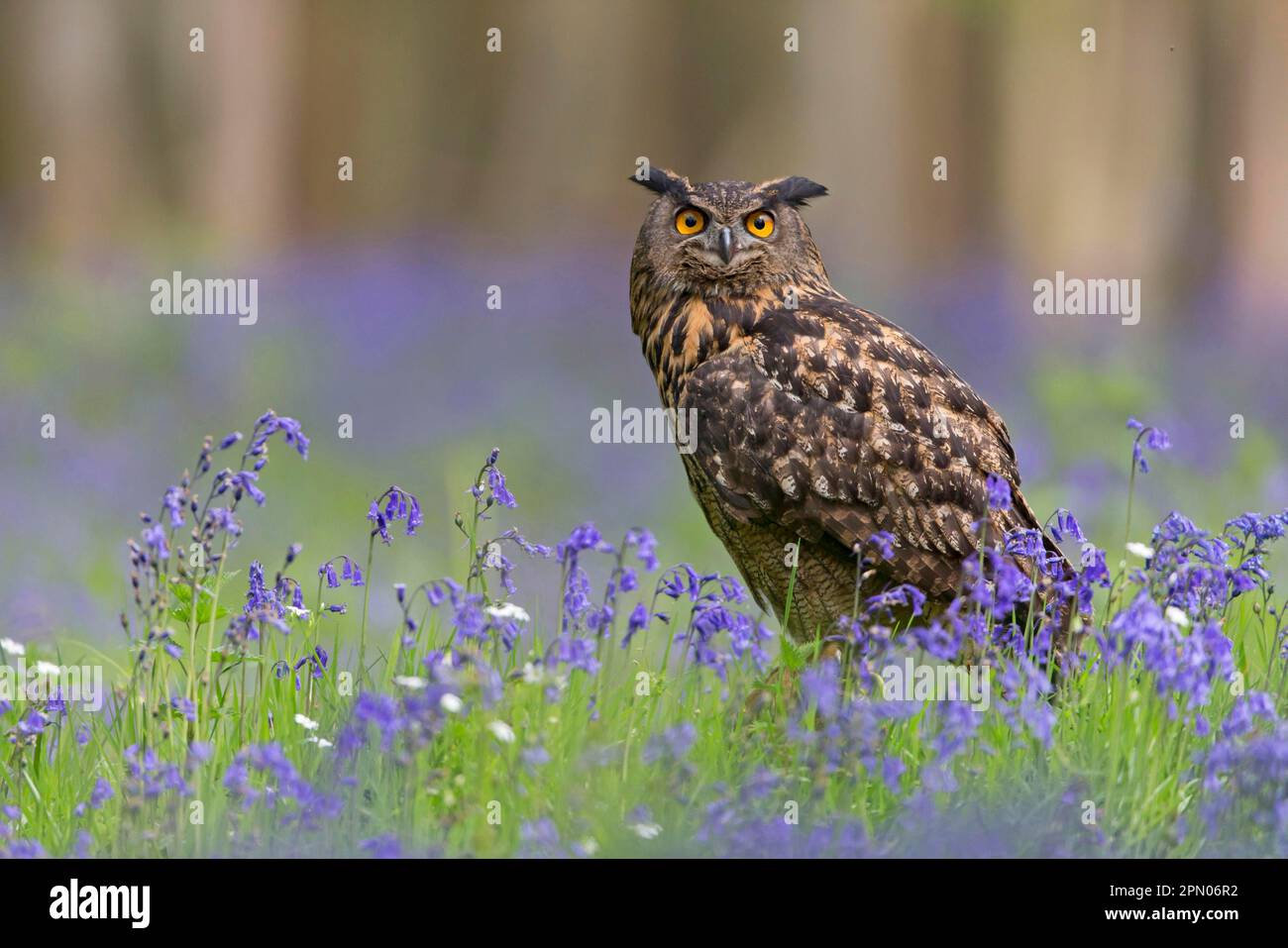 Hibou eurasien (Bubo bubo), chouettes européennes, chouettes, animaux, oiseaux, Hibou eurasien adulte, perchée au milieu de la commune de bluebell (jacinthoides Banque D'Images