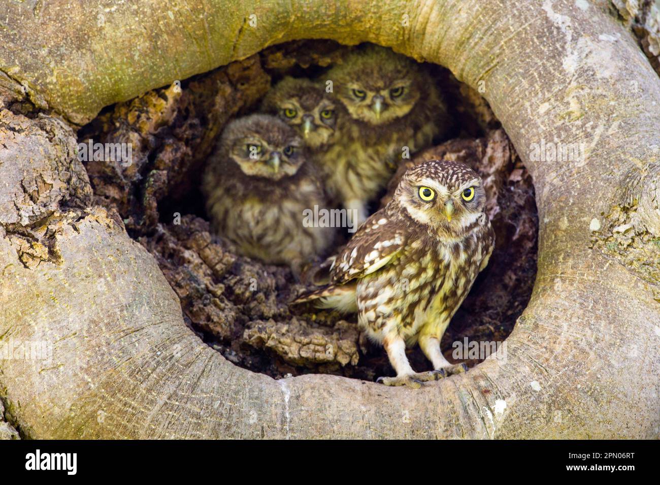 Petite chouette (Athene noctua) femelle adulte avec trois poussins, à l'entrée de la cavité du nid dans l'arbre, Sussex, Angleterre, Royaume-Uni Banque D'Images