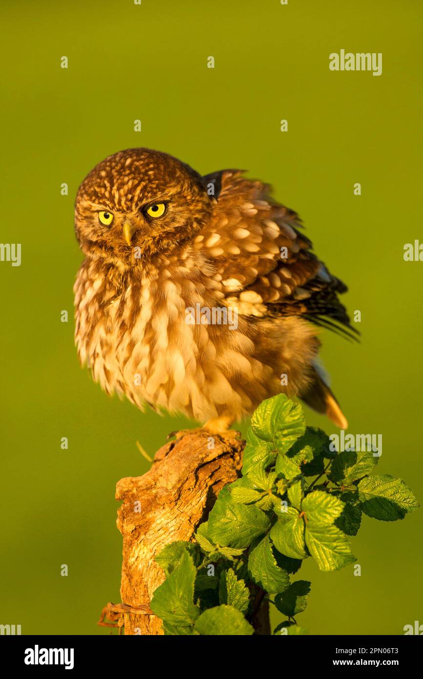 Petite chouette, petite chouette (Athene noctua), chouettes, animaux, oiseaux, chouettes, Petite chouette adulte, avec plumes à volant, perchée sur une souche, Sussex, Angleterre Banque D'Images