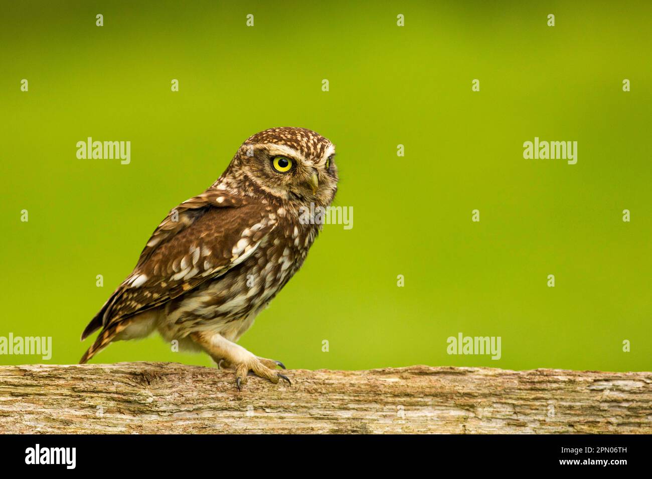 Petite chouette, petite chouette (Athene noctua), chouettes, animaux, oiseaux, chouettes, Little Owl adulte, perchée sur une poutre en bois, Sussex, Angleterre, Royaume-Uni Banque D'Images