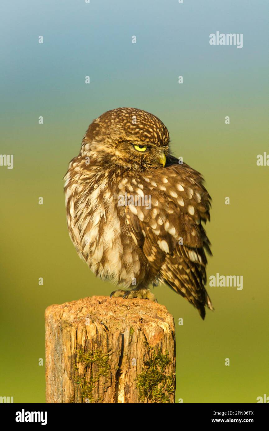 Petite chouette, petite chouette (Athene noctua), chouettes, animaux, oiseaux, chouettes, Little Owl adulte, perché sur un poteau en bois, Sussex, Angleterre, Royaume-Uni Banque D'Images