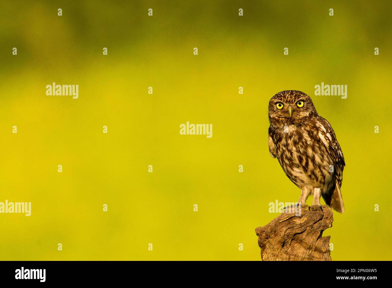 Petite chouette, petite chouette (Athene noctua), chouettes, animaux, oiseaux, chouettes, Little Owl adulte, perché sur une souche, Sussex, Angleterre, Royaume-Uni Banque D'Images