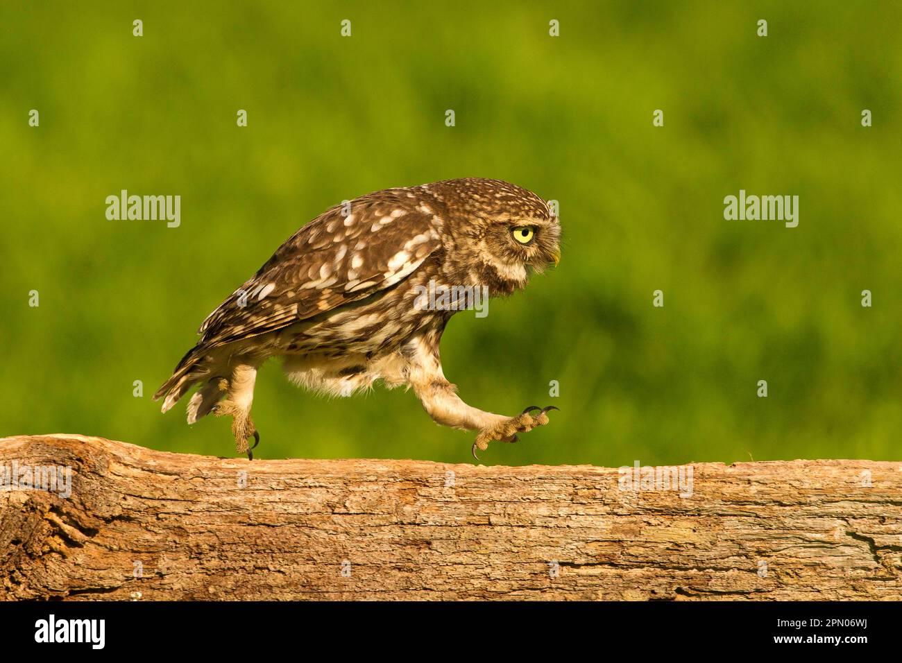 Petite chouette, petite chouette (Athene noctua), chouettes, animaux, oiseaux, chouettes, Little Owl adulte, courant le long d'une clôture en bois, Sussex, Angleterre, Royaume-Uni Banque D'Images