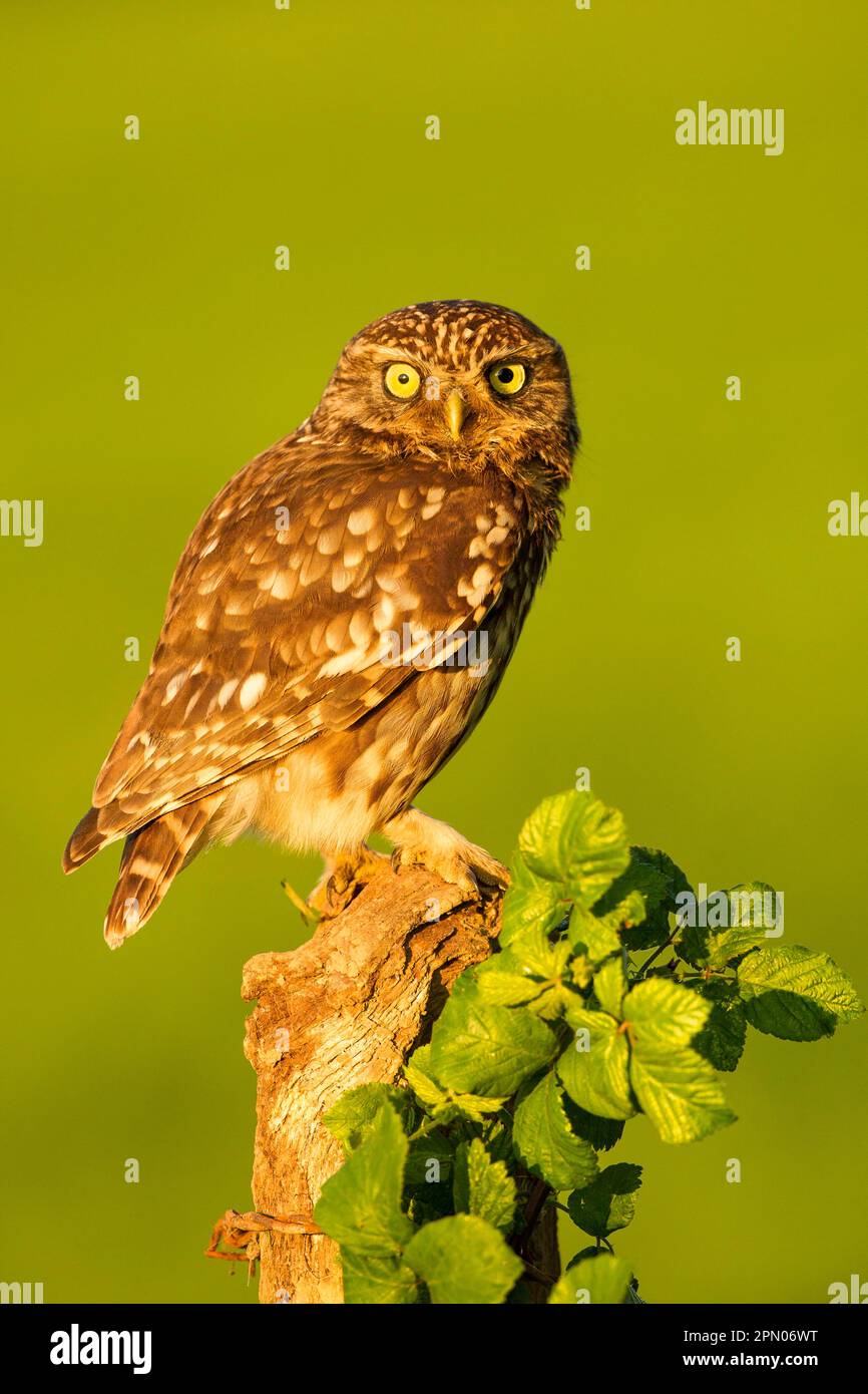 Petite chouette, petite chouette (Athene noctua), chouettes, animaux, oiseaux, chouettes, Little Owl adulte, perché sur une souche, Sussex, Angleterre, Royaume-Uni Banque D'Images