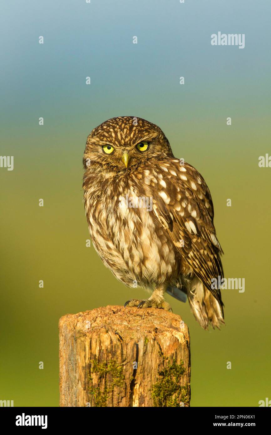 Petite chouette, petite chouette (Athene noctua), chouettes, animaux, oiseaux, chouettes, Little Owl adulte, perché sur un poteau en bois, Sussex, Angleterre, Royaume-Uni Banque D'Images