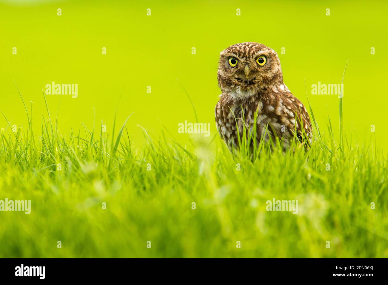 Petite chouette, petite chouette (Athene noctua), chouettes, animaux, oiseaux, chouettes, Little Owl adulte, debout sur l'herbe, Sussex, Angleterre, Royaume-Uni Banque D'Images