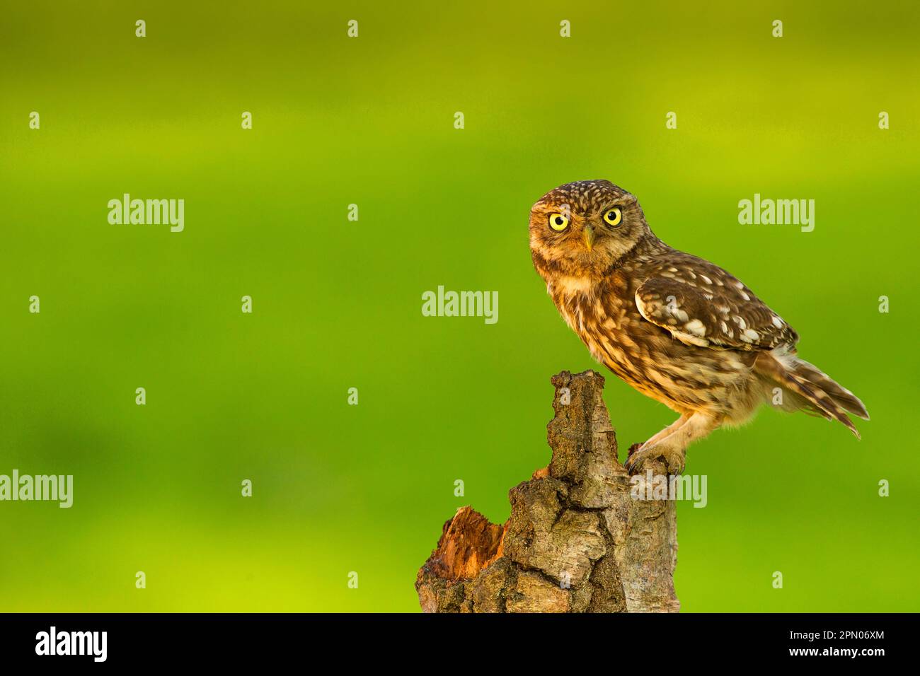 Petite chouette, petite chouette (Athene noctua), chouettes, animaux, oiseaux, chouettes, Little Owl adulte, perché sur une souche, Sussex, Angleterre, Royaume-Uni Banque D'Images