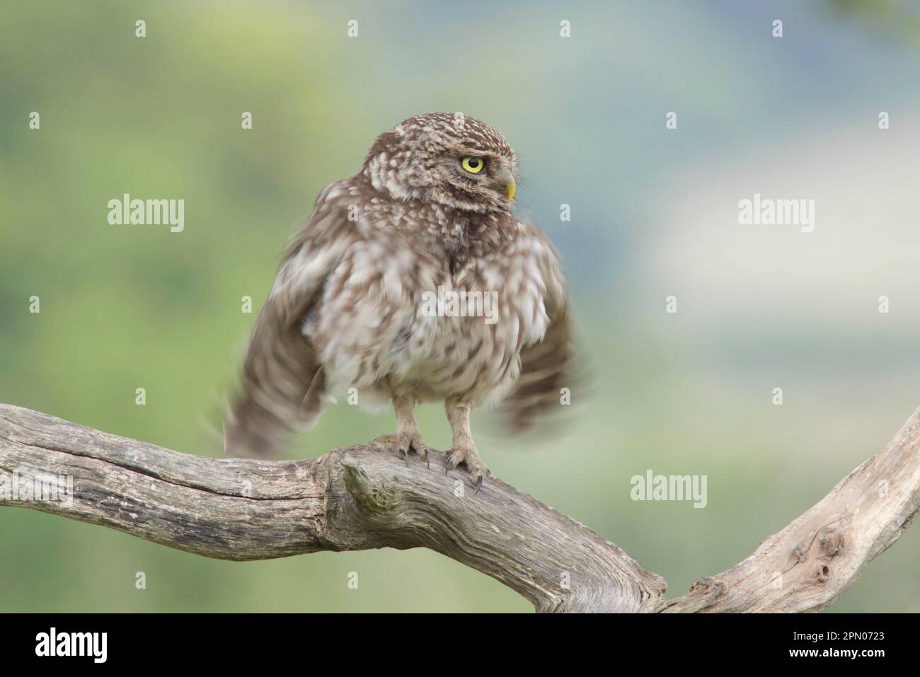 Little Owl (Athene noctua) adulte, plumes de ronflement et ailes de flopping, perchées sur une branche morte dans les terres agricoles, West Yorkshire, Angleterre, Royaume-Uni Banque D'Images