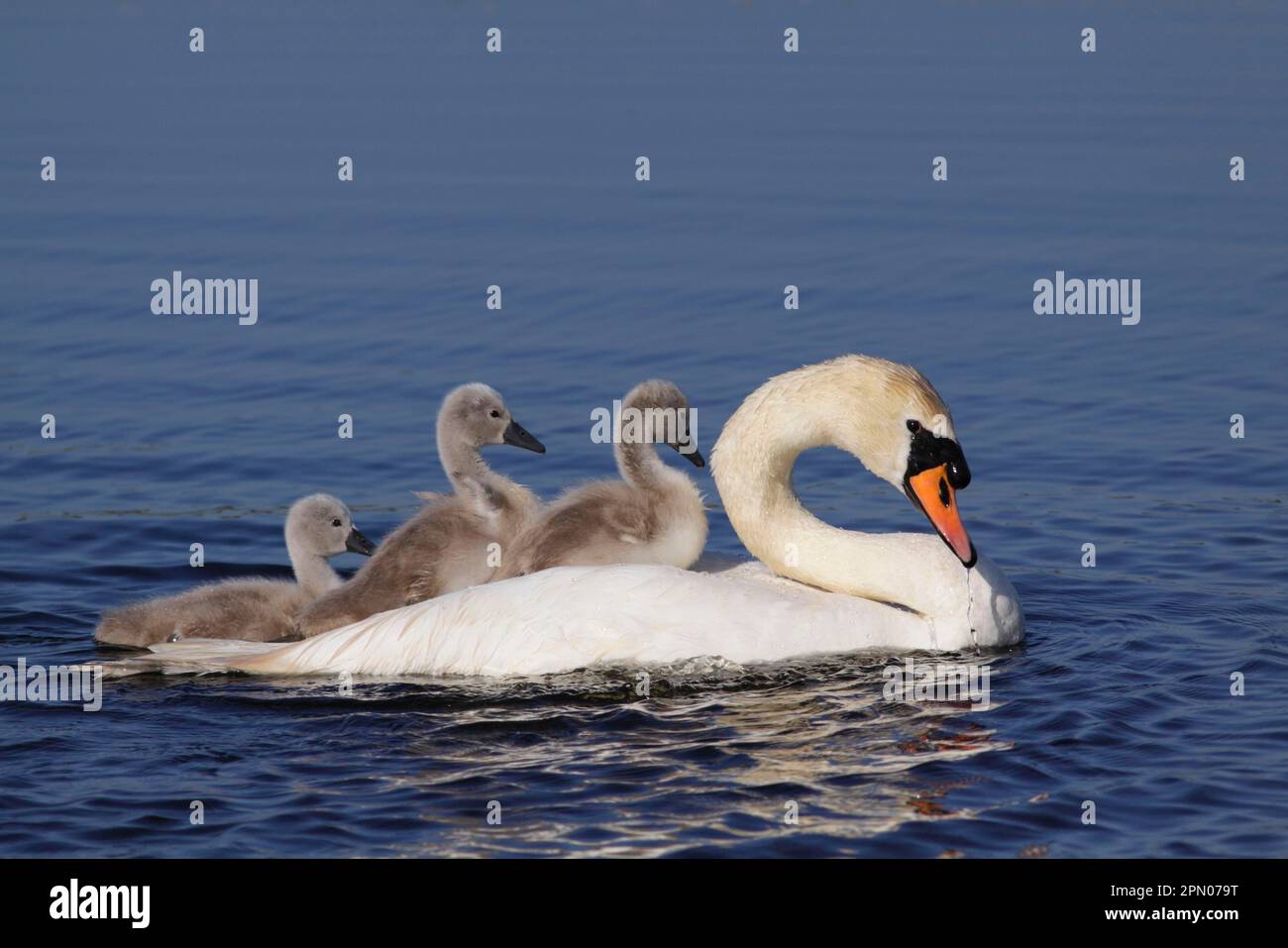 Mute Swan (Cygnus olor) adulte, avec deux cygnets à l'arrière et un nageant à côté, nageant sur la piscine à l'emplacement de l'ancienne mine de charbon opencast, St. Banque D'Images