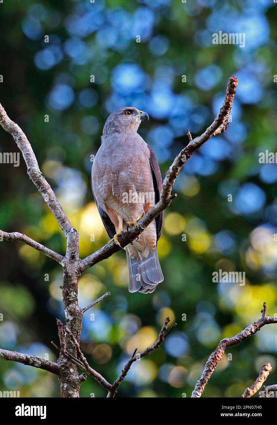 Ridgway's ridgway's Hawk (Buteo ridgwayi), homme adulte, assis sur une branche, Los Haïtiens N. P. République dominicaine Banque D'Images