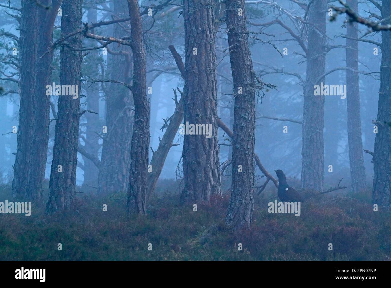 Mâle adulte de l'ouest de Capercaillie (Tetrao urogallus), debout dans un habitat de forêt de pins calédoniens brumeux, forêt de Rothiemurchus, Strathspey, Cairngorms N. Banque D'Images