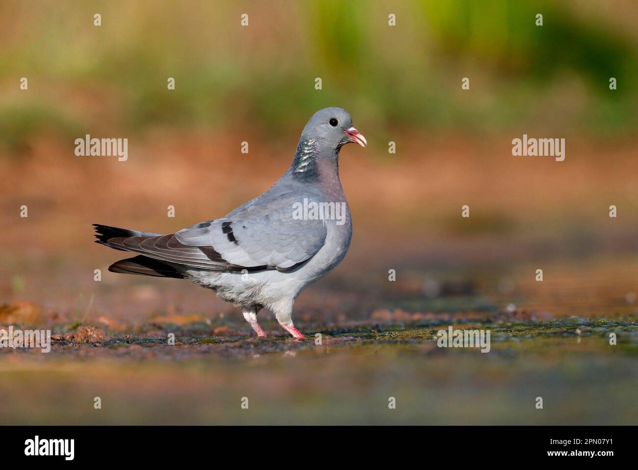 Stock Dove (Columba oenas) adulte, boisson, Warwickshire, Angleterre, Royaume-Uni Banque D'Images