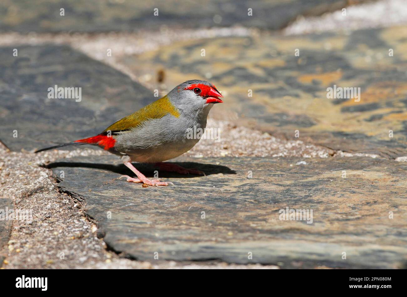 Finch brun rouge (Neochmia temporalis) adulte, alimentation au sol, Atherton Tableland, Great Dividing Range, Queensland, Australie Banque D'Images