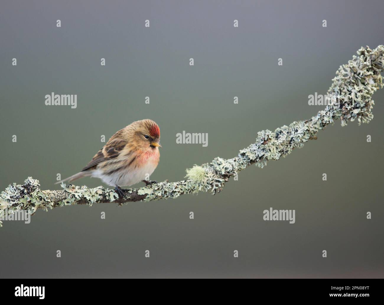 Petit Redpoll (cabaret Carduelis) adulte mâle, perché sur une branche couverte de lichen, Écosse, Royaume-Uni Banque D'Images