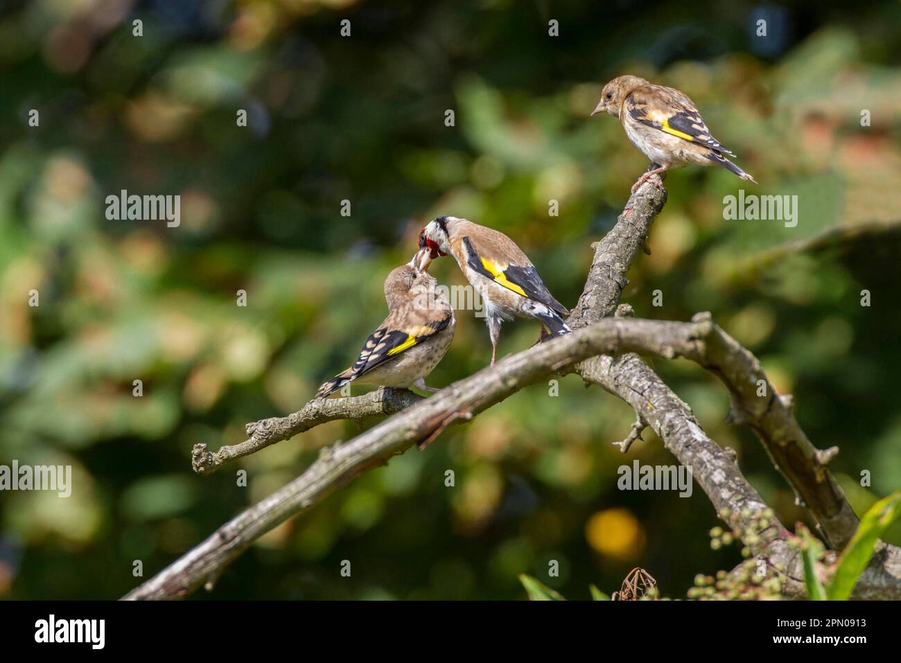 L'égolffinque adulte régurgitation de la nourriture à des fledgings Banque D'Images