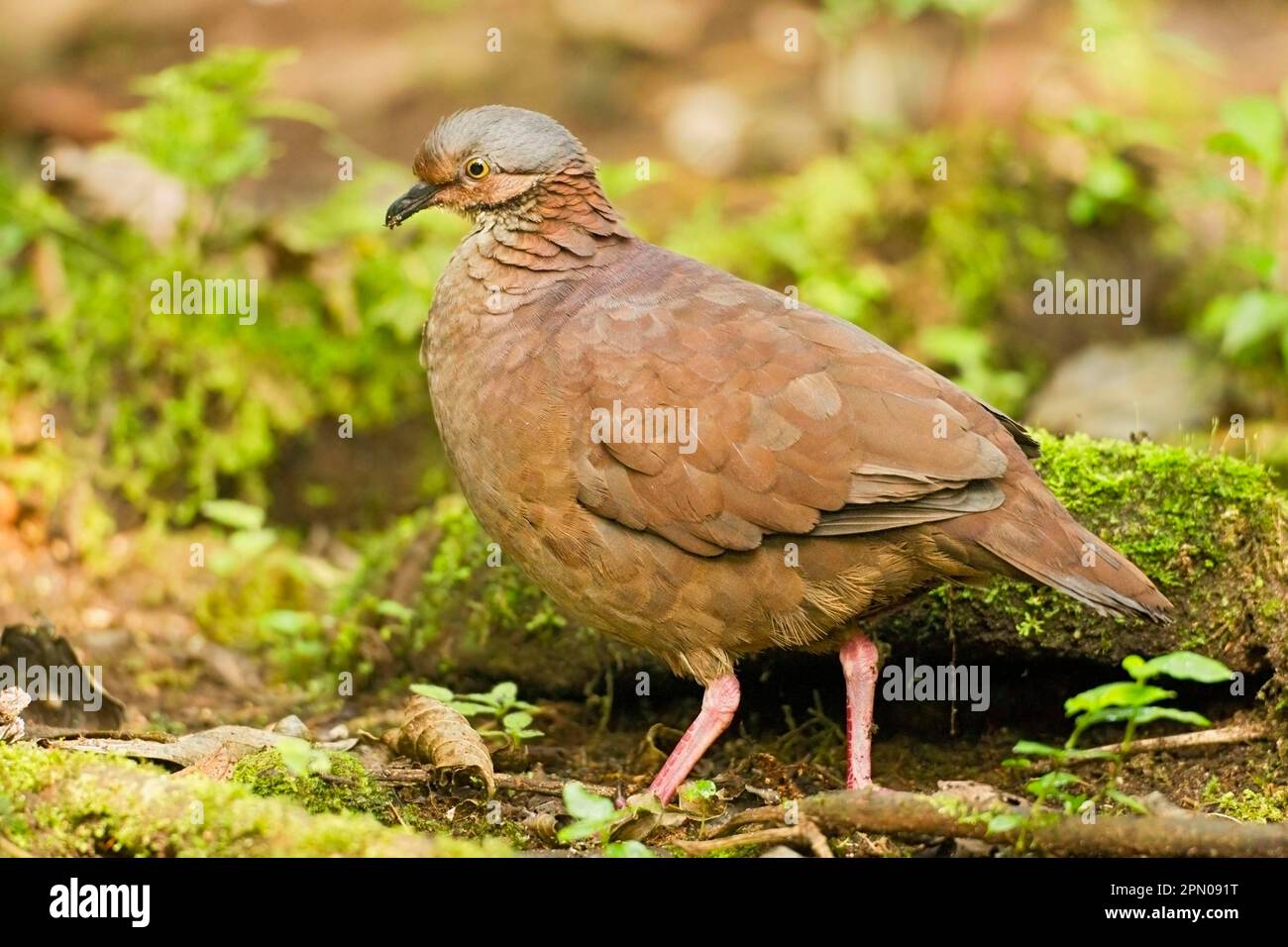 Quail-colombe à gorge blanche (Geotrygon frenata) adulte, debout sur terre dans la forêt montagnarde des Andes, Equateur Banque D'Images